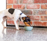 FuzzYard Life Silicone Bowl - Myrtle Green